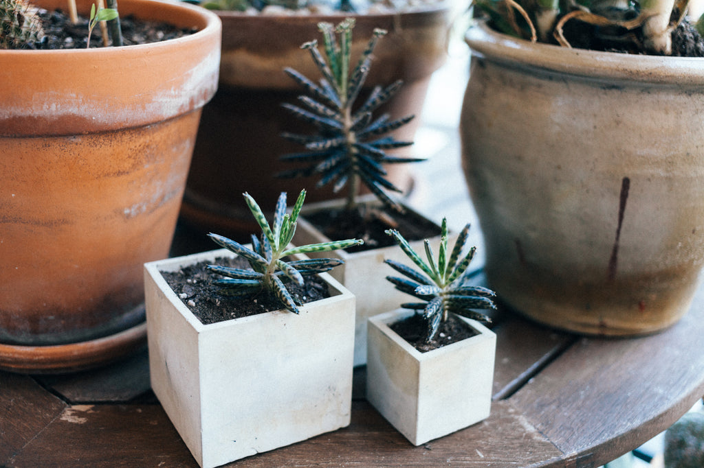 Cube Planter - 2.25