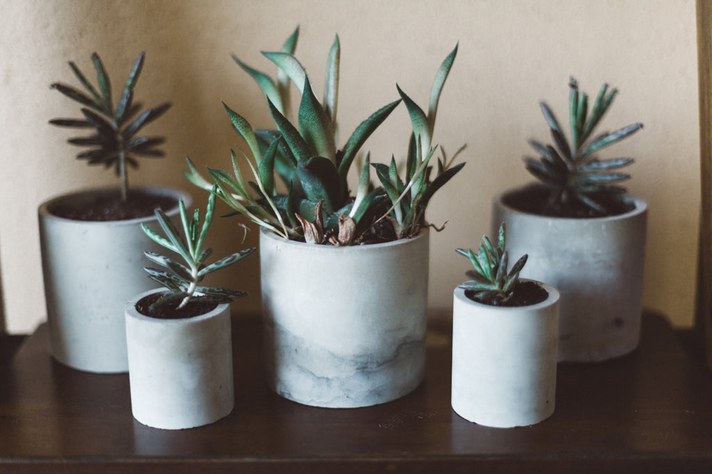 Cylinder Planter - 2.25