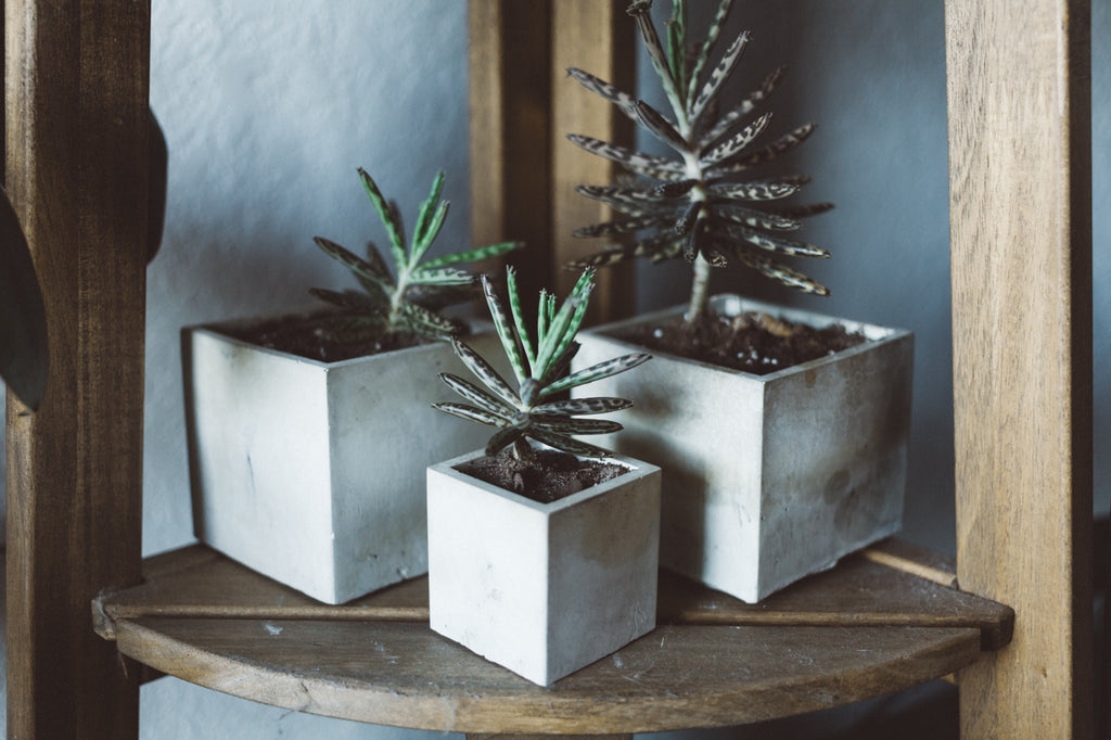 Cube Planter - 2.25