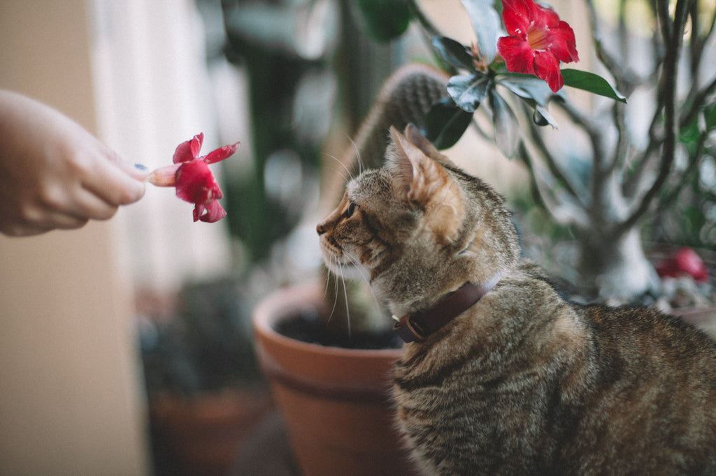 Héritage Cat Collar - Cognac