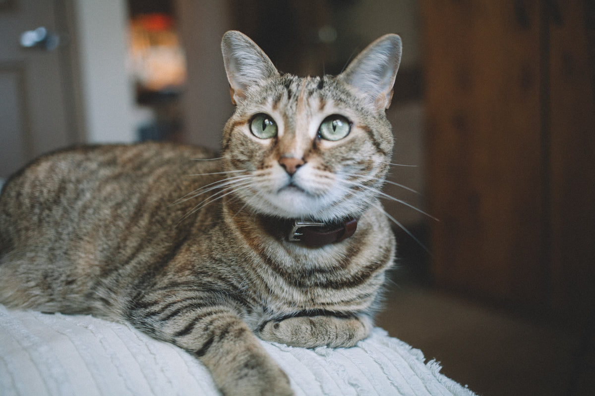 Héritage Cat Collar - Burgundy