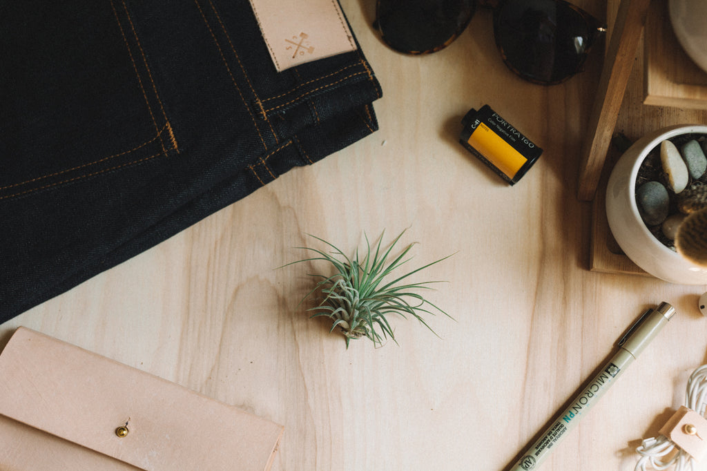 Air Plant - Ionantha Guatemala