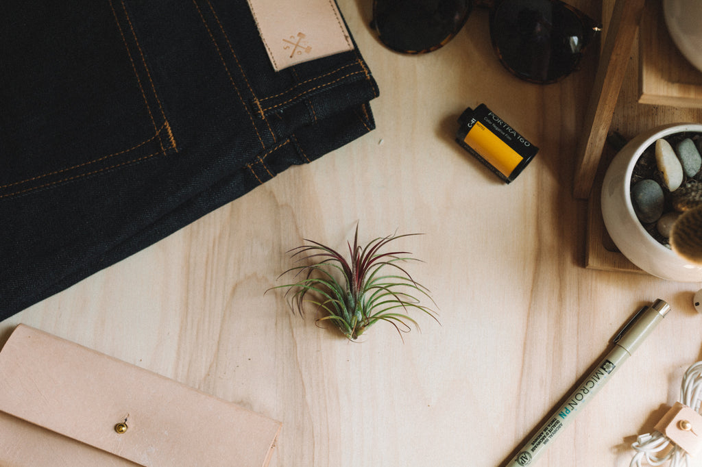Air Plant - Ionantha Guatemala (Red)