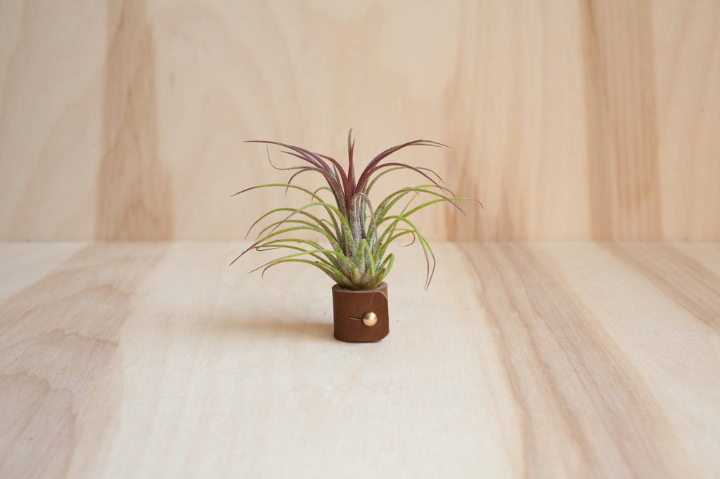 Air Plant - Ionantha Guatemala (Red)