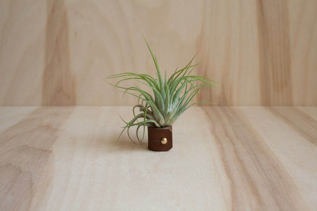 Air Plant - Ionantha Guatemala