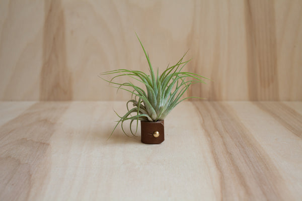 Air Plant - Ionantha Guatemala