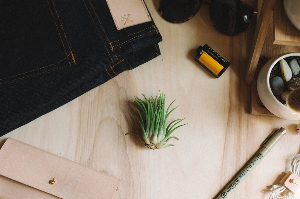 Air Plant - Ionantha Rubra