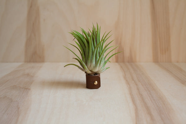 Air Plant - Ionantha Rubra