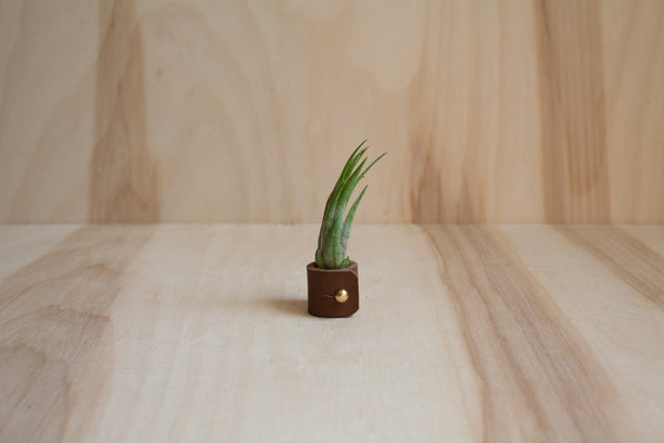 Air Plant - Ionantha Scaposa